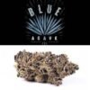 Cookies Blue Agave flower